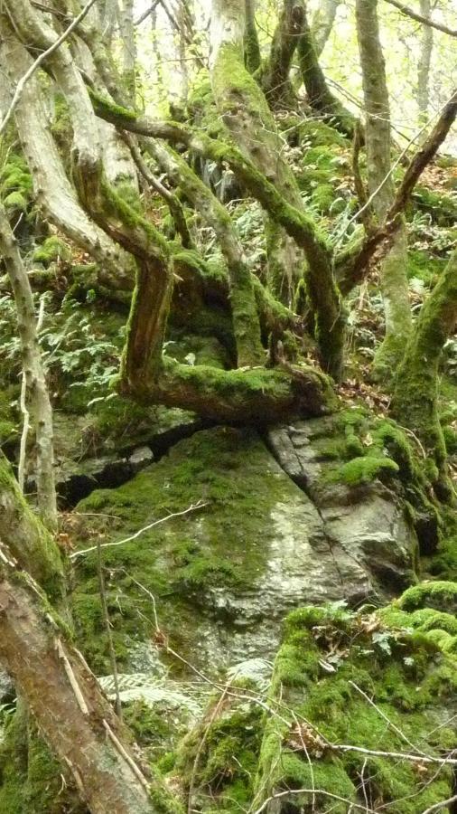 Landhaus Graefendhron Grafendhron エクステリア 写真